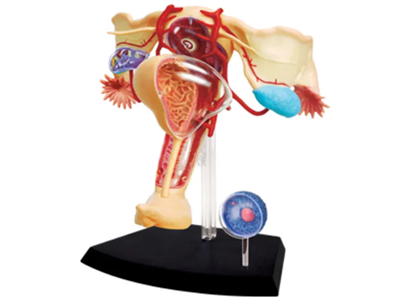 

4d Female Reproductive System Master Puzzle Assembling Toy Human Body Organ Anatomical Model Medical Teaching Model