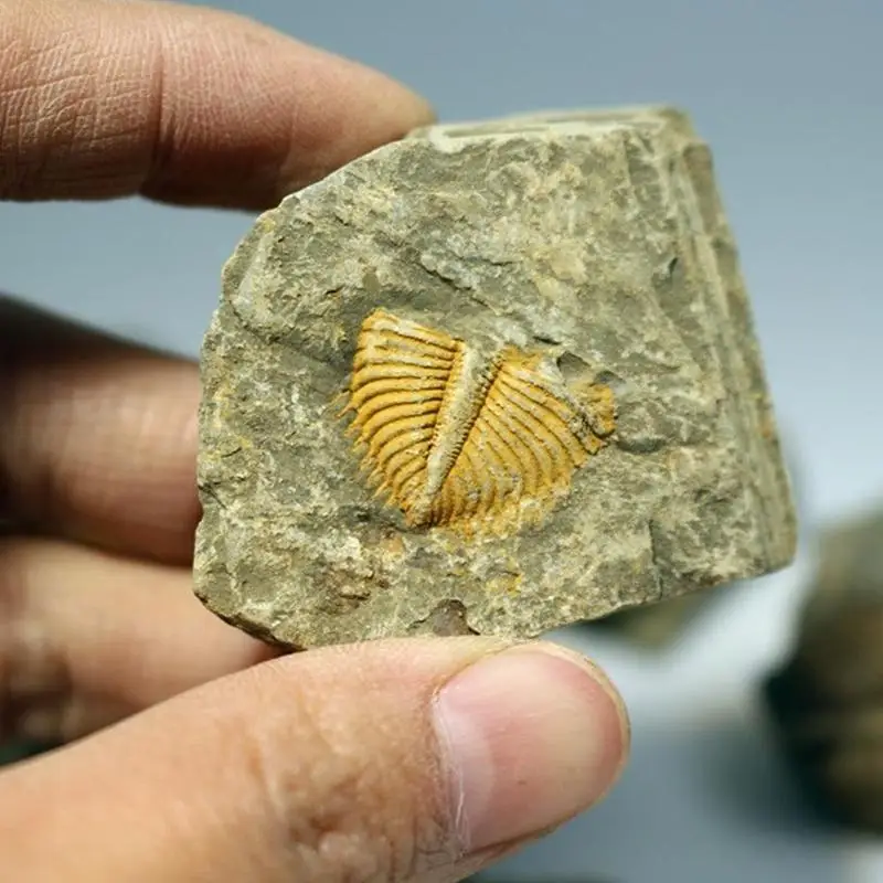 Decorative Stone Natural Sea Urchin Fossil Specimens Original Stone Insect Fossil Teaching Decorative Stone Natural Sea Urchin Fossil Specimens Original Stone Insect Fossil Teaching