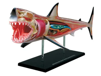 

4d Shark Animal Anatomy Model Skeleton Medical Teaching Aid Laboratory Education Equipment master puzzle Assembling Toy