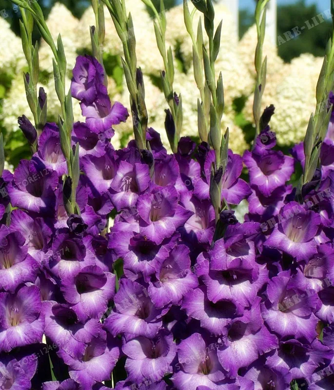 2 фиолетовые луковицы гладиолуса, красивые луковицы, цветок гладиолуса, символизирует долгий срок службы, Сад растений