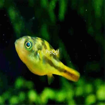

Ngryise 2Pcs A Set Carinotetraodon travancoricus