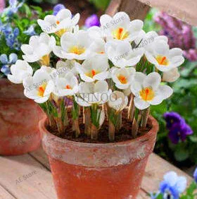5 Самые низкие цены! 20 шт./пакет много разновидностей шафран flores ЦВЕТОК шафрана растения Шафран Крокус Плант бонсай растения для дома и ga - Цвет: 5