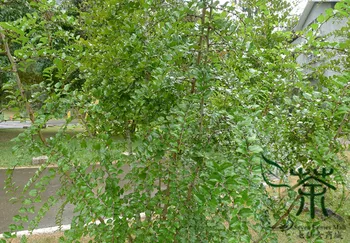 

Paliurus Ramosissimus Aubletia Ramosissima Ma Jia Zi