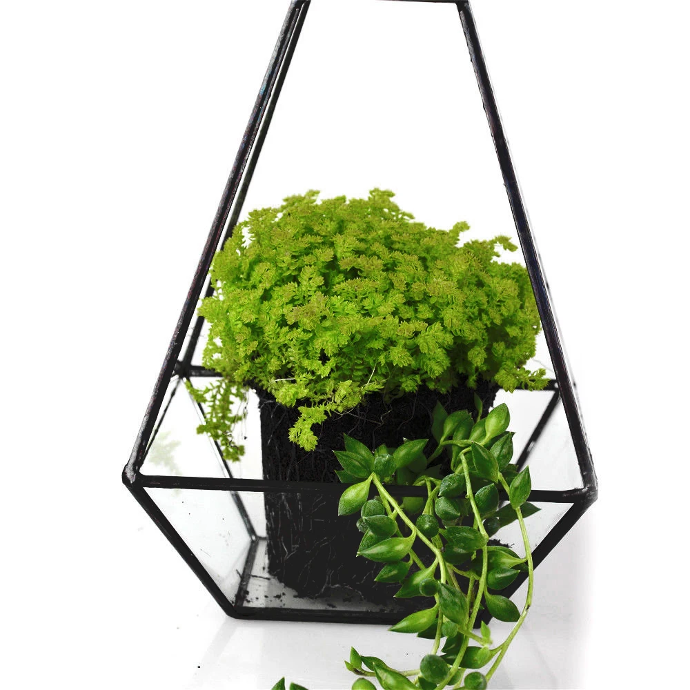 Pyramid Clear Glass Geometric Terrarium Box Succulent Planter Home Garden Art Holder Black 12 x 12 x 24cm