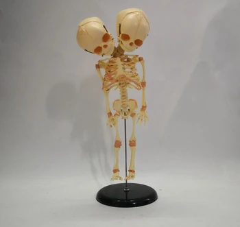 Fetal Skeleton Anatomy Model 1