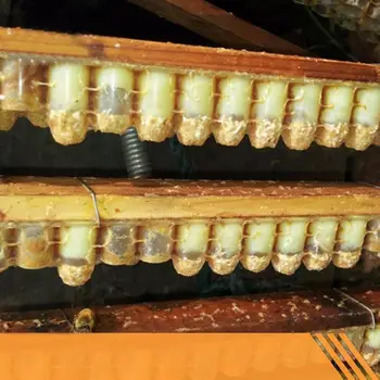 

5Pcs Beekeeping Tools 63 Holes Double Row Queen Bee Device Set Artificial Beehive Beekeeping Device Bee Tools