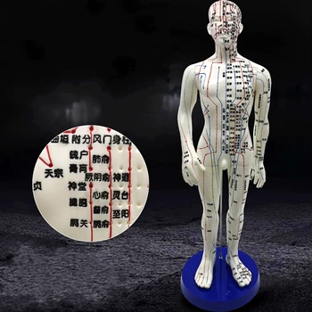

Meridian Model Human Acupuncture Meridian Points Model Male and Female Acupoint Model Medical Education Teaching Appliances