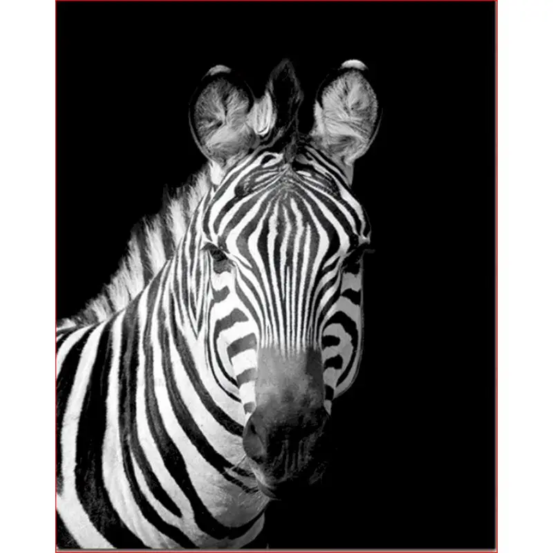 

Zebra Paints By Numbers Animals 40x50cm Pictures Oil Painting By Number Set Gift Acrylic Coloring By Numbers Canvas Wall For Art