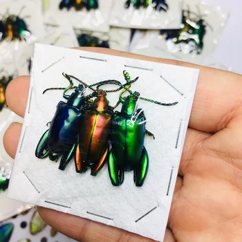 

Sagra Longicollis Real Insect Specimen Collectibles Study School Educational Teaching Sample chromatic Home Decor gift