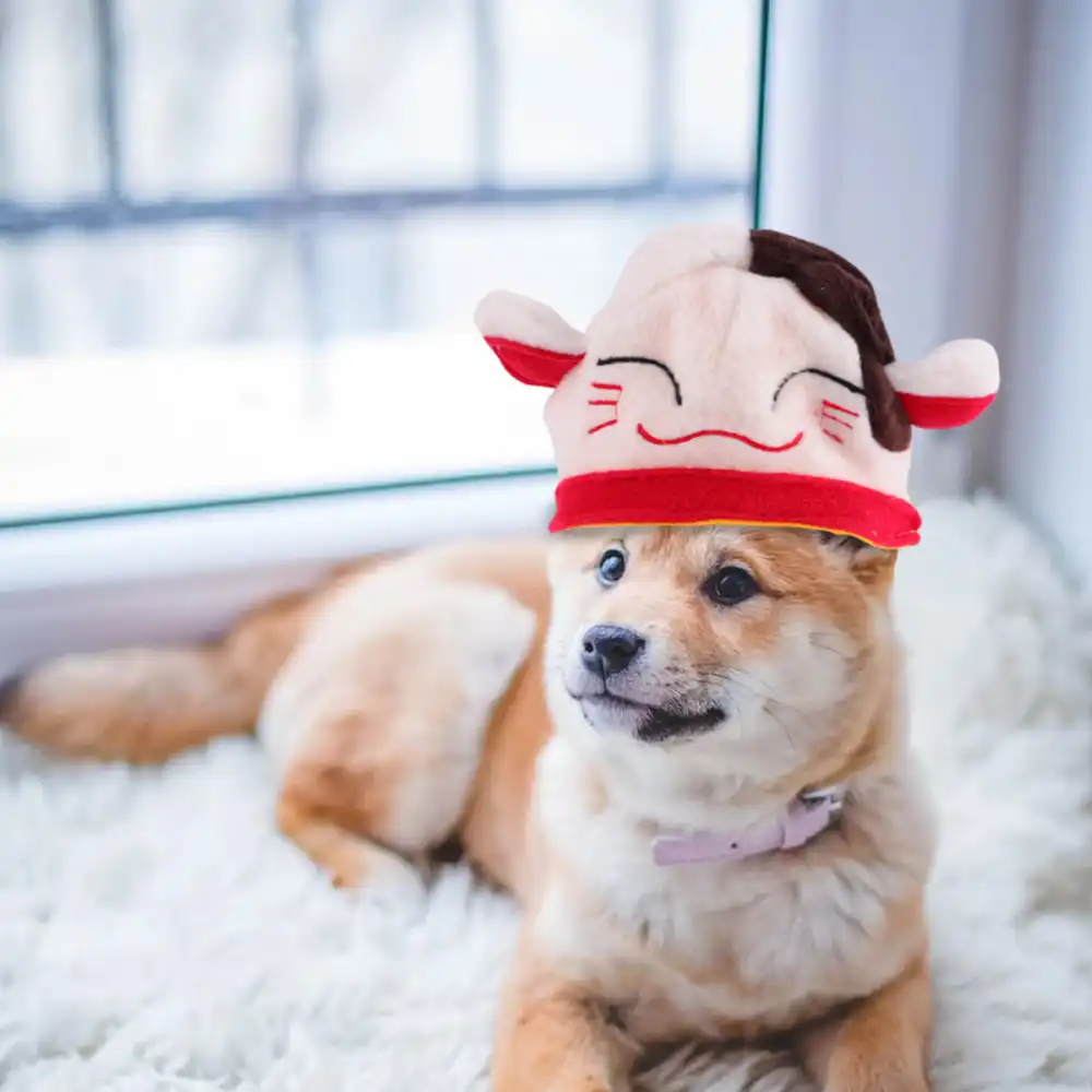 犬衣装帽子幸運の猫パターンペット装飾衣装キャップ 白 黄色 犬用キャップ Aliexpress