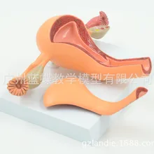 Модель матки для женщин, внутренняя, Репродукция Qi, Репродукция, структура, гинекология, модель матки, анатомическая модель обучение