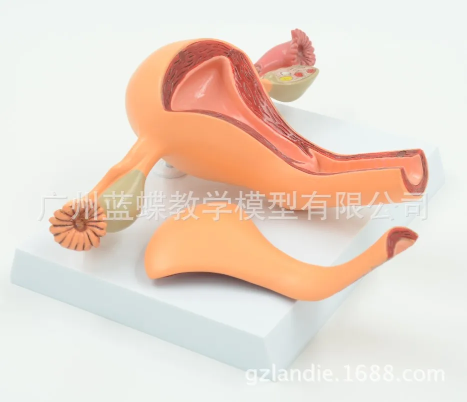 

Uterine Model Female Internal Reproductive Qi Officer Reproductive Structure Gynecology Model Uterus Anatomy Model Teaching Mode