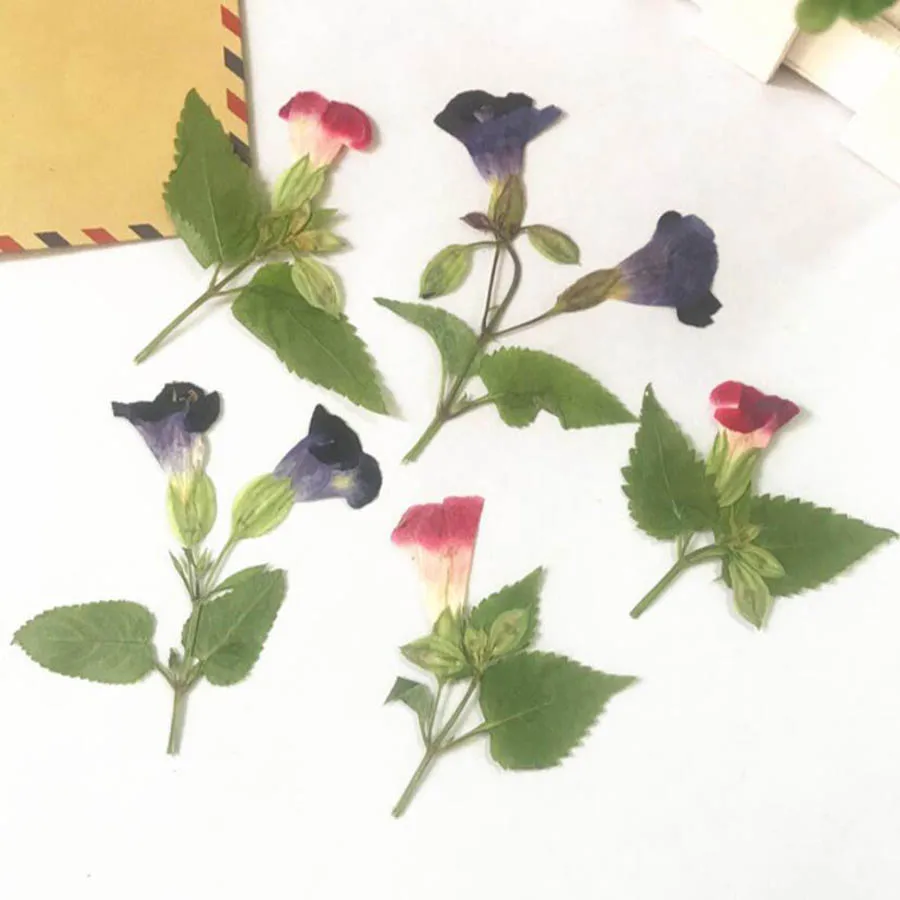 

120 шт. боковая прессованный высушенный Torenia fournieri цветок с стебель растения гербарий Ювелирная Закладка фоторамка Почтовые открытки рукоделие своими руками