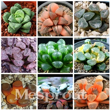 

Mini Plant Flower Bath Salts Haworthia Truncata Essence 100Pcs XZZ-07