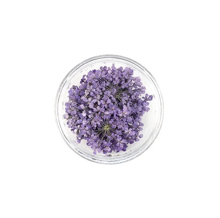 100 шт прессованный высушенный цветок Ammi Majus с коробкой сухие растения для эпоксидной смолы кулон из смолы ожерелье ювелирных изделий ремесло DIY аксессуары
