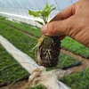 Garden Supplies