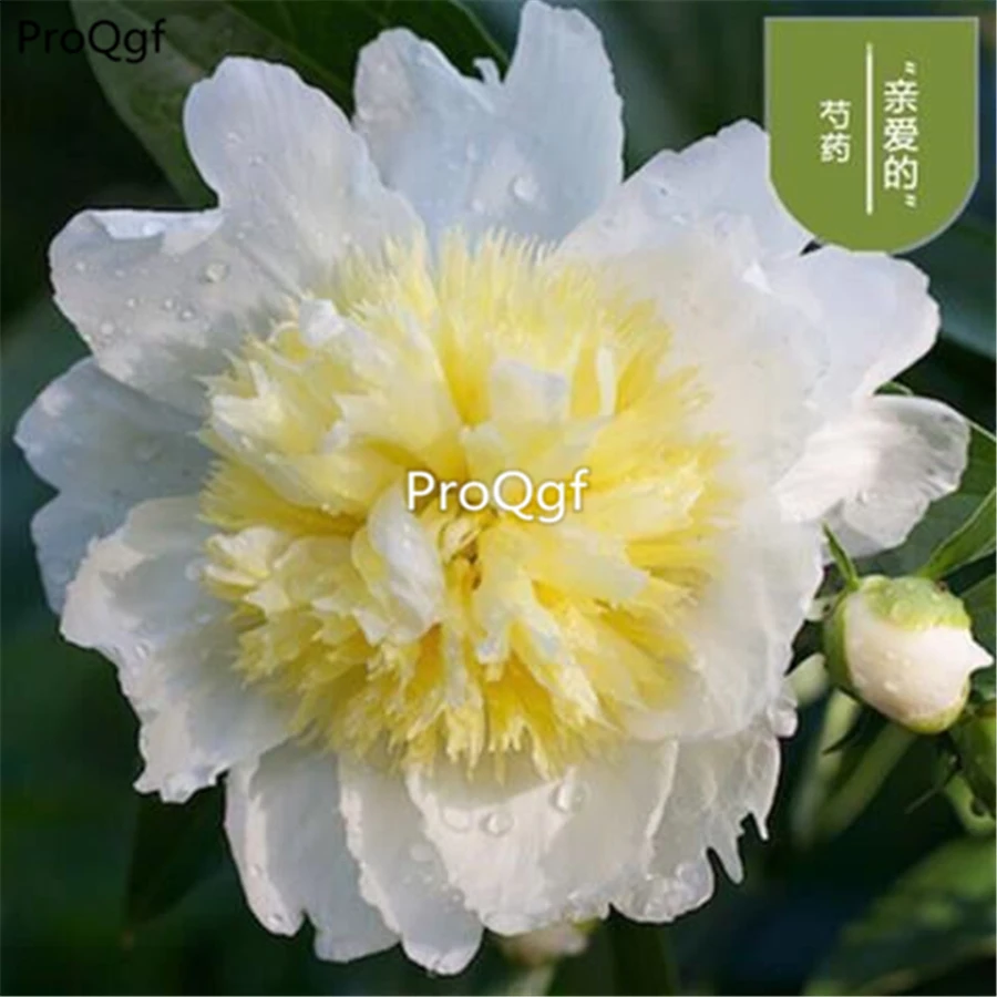 Ngryise 18 шт. набор Paeonia lactiflora пион много видов выбор