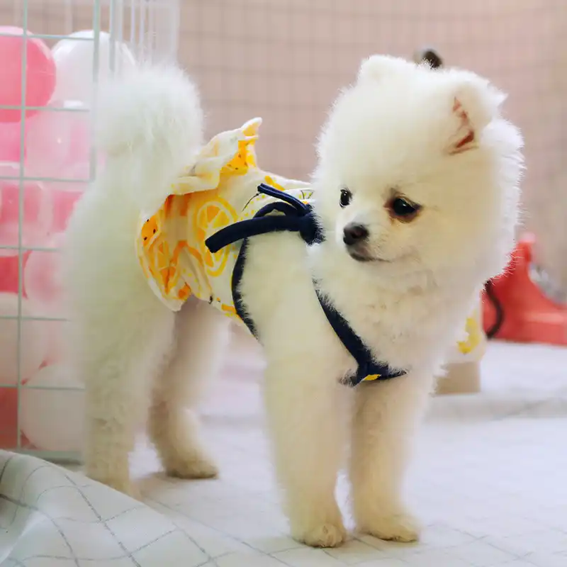 犬ドレスクールレモンカップルドレス春夏犬服小型犬パーティー犬スカート子犬ペット衣装ペット衣装 犬用ドレス Aliexpress