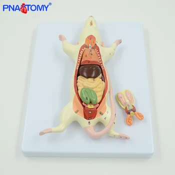 

Rat anatomy model mouse anatomical animal study model detachable school used tool biological studying white mice model PNATOMY