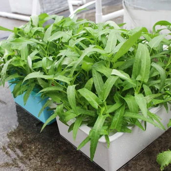 

1 Set 24 Holes Plant Site Hydroponic Kit Garden Pots Planters Seedling Pots Indoor Cultivation Box Grow Kit Bubble Nursery Pots