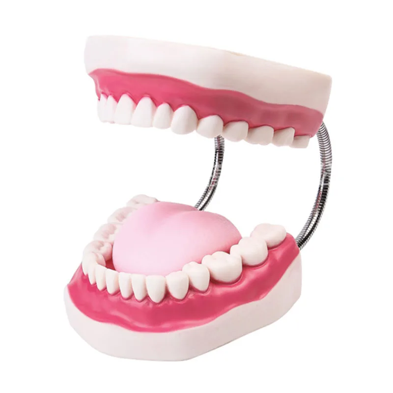 Oral Health Care Tooth Model Kindergarten Teaching Aids Children's Teeth Brushing Toy Tooth Dental Demonstration Structure
