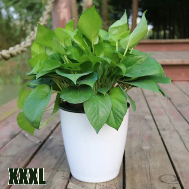 XXXL