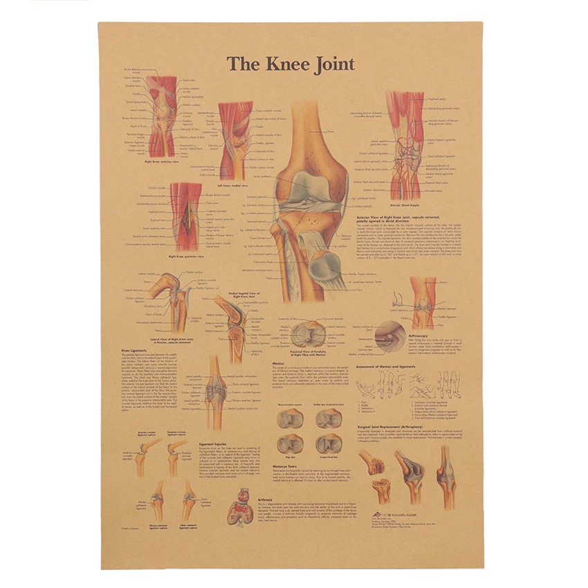 TIE LER Скелет структуры тела нервная система Плакат Бар домашний декор ретро крафт настенная бумажная наклейка 42x30 см