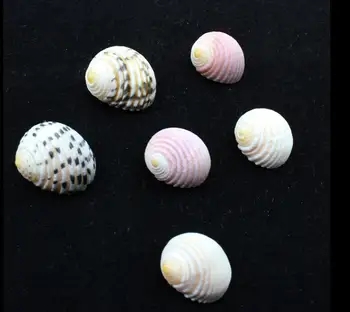 

10pcs natural shell conch collection Sea Shells Shell Craft Aquarium Nautical Decor Ornaments natural mini conch mediterranean