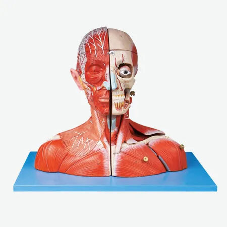 

Head and neck vascular nerve attached to the brain model Cerebral artery model brain anatomical model Head and neck muscle model