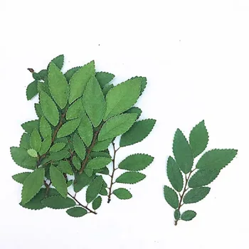 

50pcs Pressed Dried Flower Ulmus pumila Leaves For Epoxy Resin Jewelry Making Nail Art Craft DIY Bookmark Accessories
