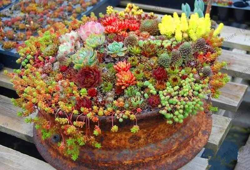 7 205 шт./пакет Semillas De Flores микс литопс растения Редкие суккулентные Плант в Цветочный бонсай живой камень бонсай садовое мини-растение - Цвет: 7