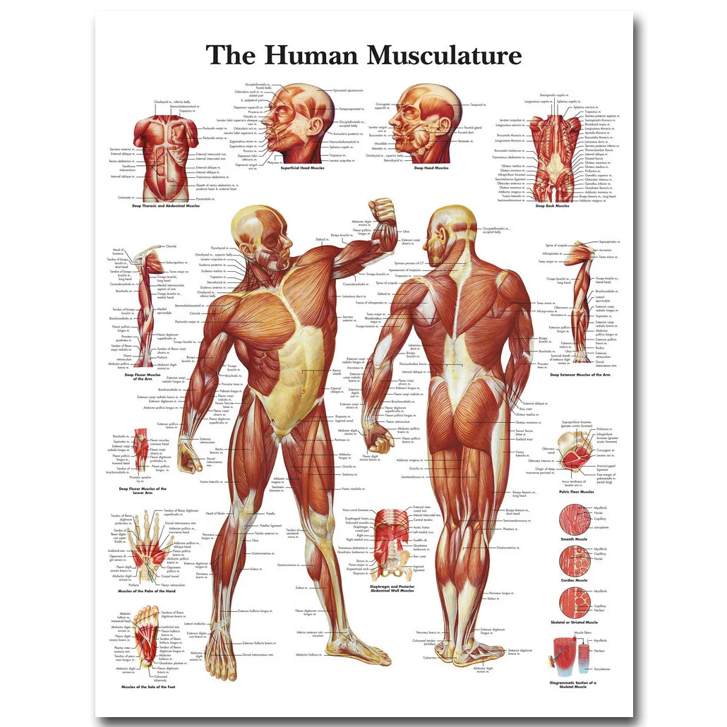 Анатомия человека, система мышц, художественный плакат, печать, карта тела, шелковые настенные картины для медицинского образования, домашний декор, новинка
