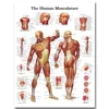 Human Anatomy Muscles System Art Poster Print Body Map Silk Wall Pictures for Medical Education Home Decor New ► Photo 2/6