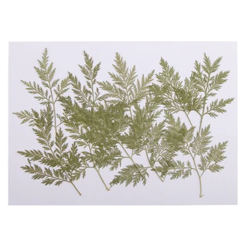 

10 Pcs Natural Pressed Dried Flower Dry Leaves Specimen for DIY Bookmarks Jewelry Scrapbook Craft DIY Card Making Decorations
