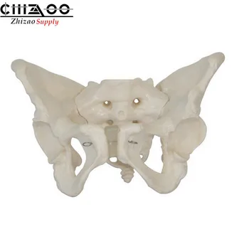 

Anatomical Human Medical Anatomy Life Size Adult Female Pelvis Model