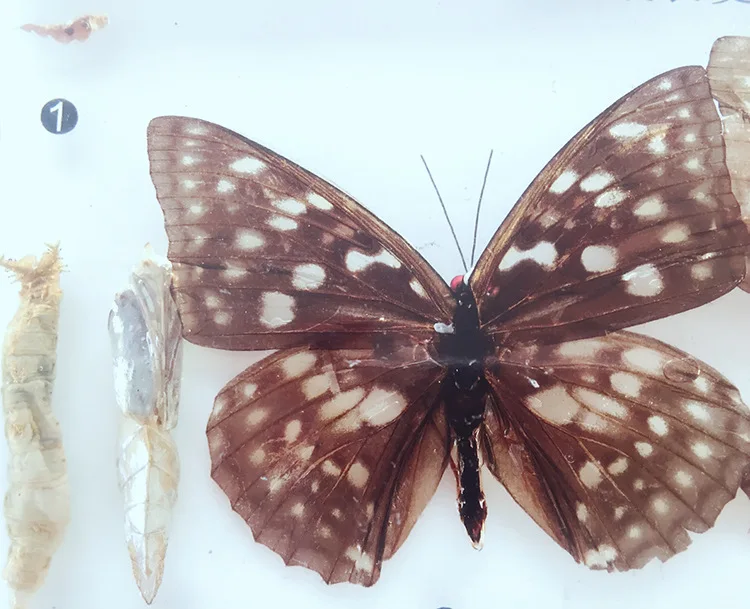 Silkworm Chrysalis Into Butterflies Development Process Specimen Model