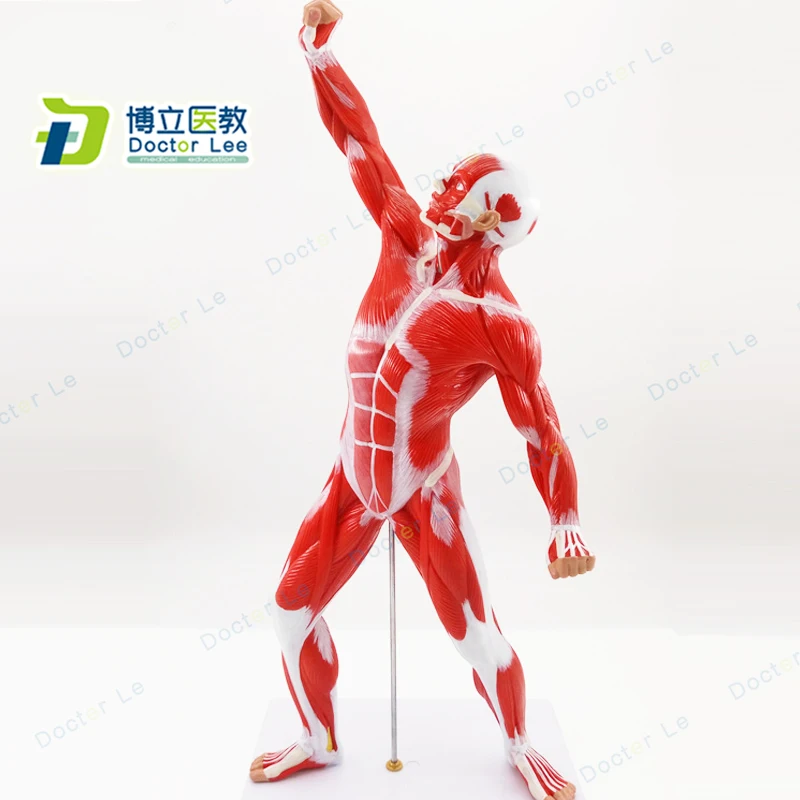 

50 cm Human Anatomy Models Musculature Figure for Art Teaching