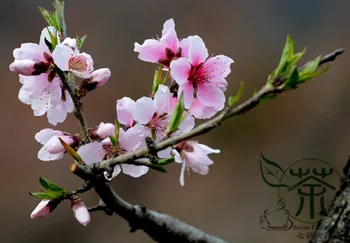 

Prunus Davidiana Wild Peach David's Peach Shan-Tao
