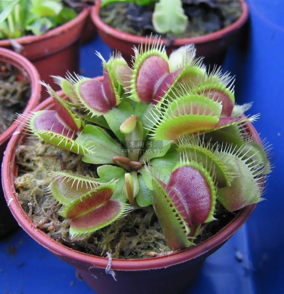 Свежий реальный Dionaea muscipola Венера Flytrap Oo-(Bu-ying-cao)-суккуленты Плотоядный F