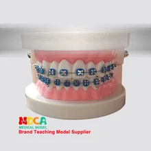 Модель зуба зубов Материал учебных пособий зубной ортодонтический коррекции модель обучения ротовой полости и зубов Myc003