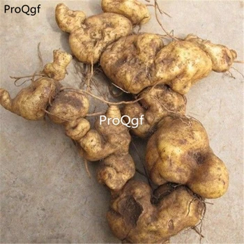 

Ngryise 3Pcs A Set Polygonatum sibiricum