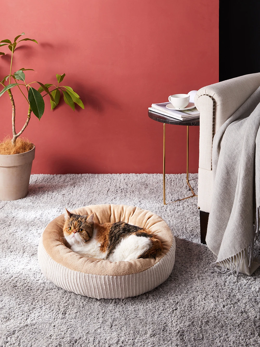 pet bed 34