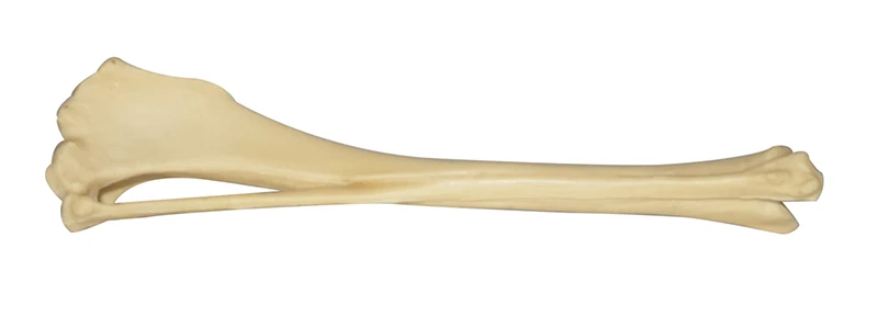 Собака ulna humerus животное ортопедическая хирургическая демонстрация упражнения моделирование кость практика кость ПЭТ ветеринарная PU пена кость - Цвет: fibula