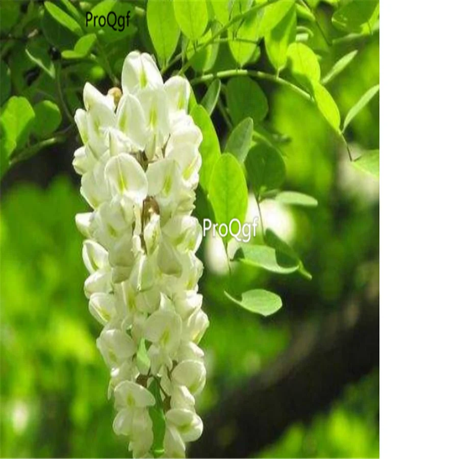 Ngryise 500 шт набор Robinia pseudoacacia