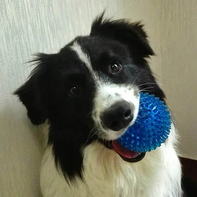 3 шт. Pet пищащие Жевательные Шарики жевательные игрушки для щенков Мягкие мячи для чистки зубов игрушки для игр с высоким прыжком M