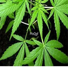 Ngryise 3000 шт набор семян конопли китайские травяные медицинские линии