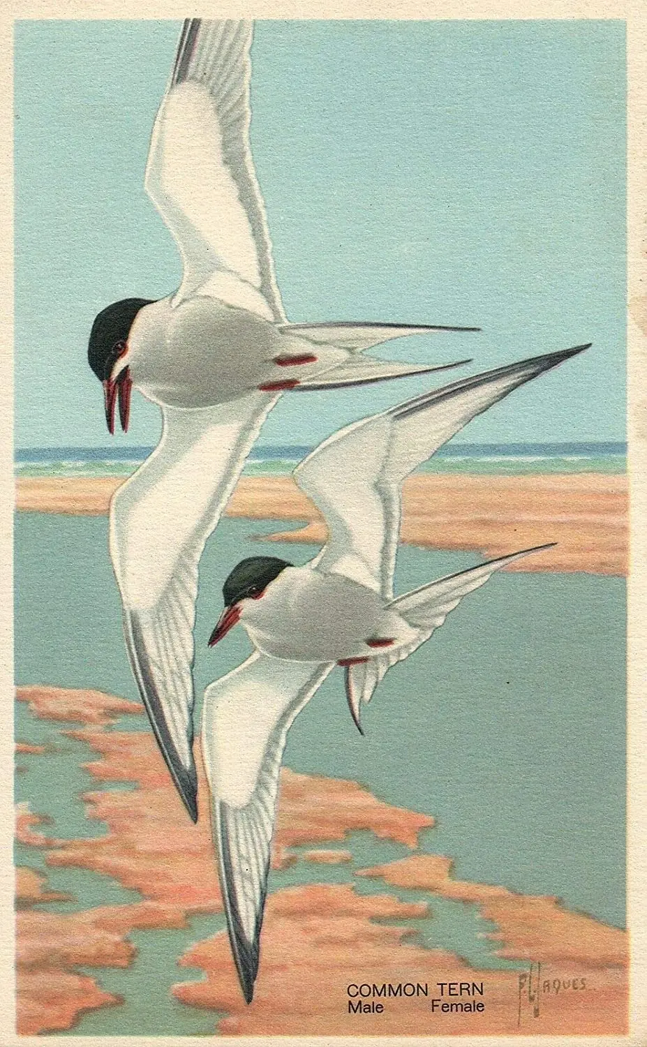 

Artist Signed Jaques Common Tern Bird Birds Animal Wildlife Series Retro Tin Signs Metal Poster Vintage Metal Tin Sign For Men