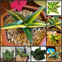 50 шт Свежие настоящие сансевиерия трифашиата Прайн ОО-семена бонсай F(Ху-Пи-Лан