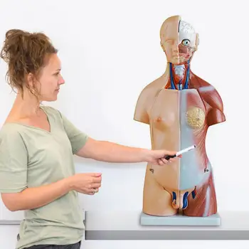 

2020 New Human Torso Body Model 4D Organs Education Assembly Model