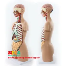 85 см демонтаж 17 частей аскуальный ствол тела висцеральная анатомическая модель печень желудка обучения медицине Mqg201